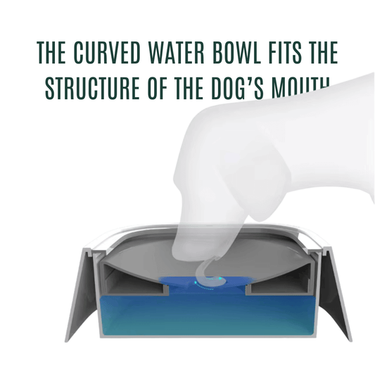 Dog Drinking Water Bowl