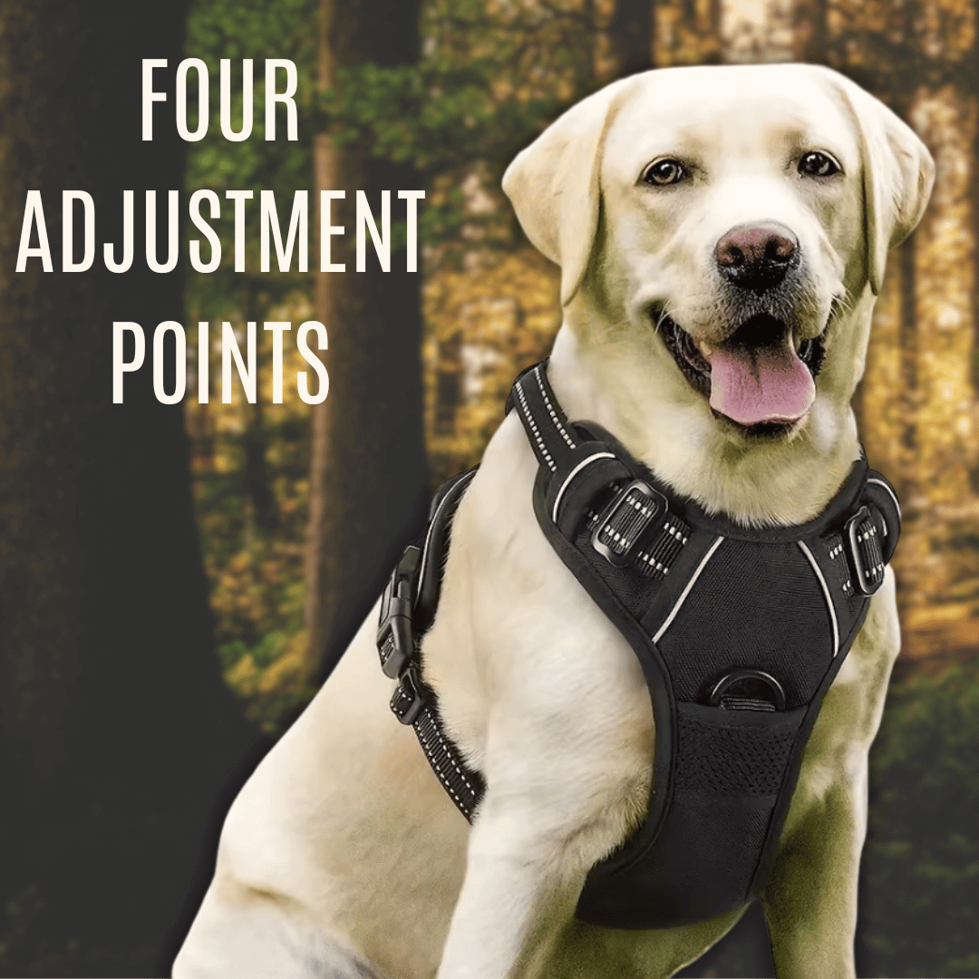 Dog Collars & Harness Set