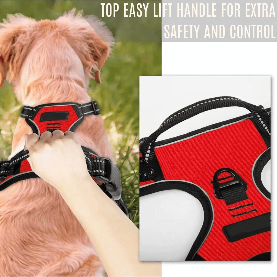 Dog Collars & Harness Set