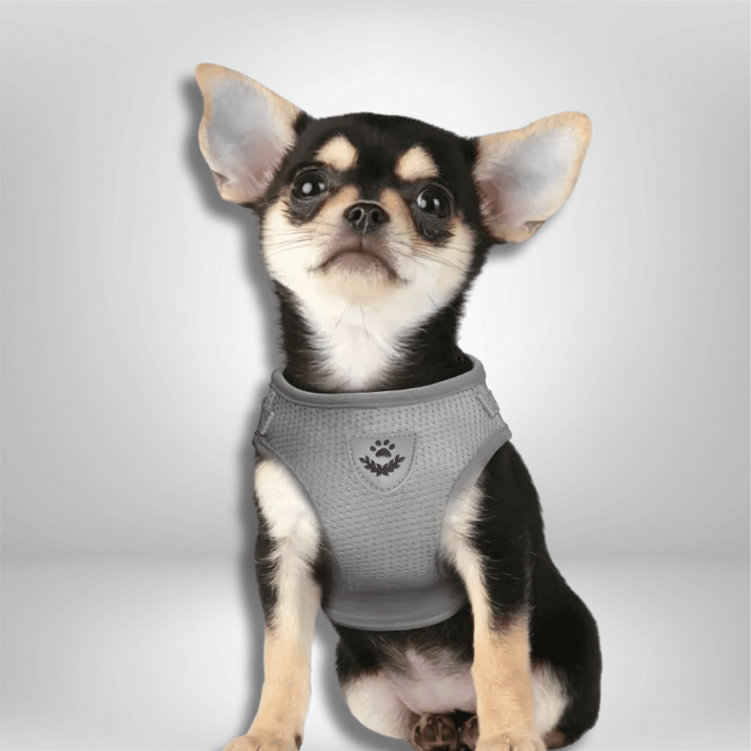 Cat Harness & Leash Set